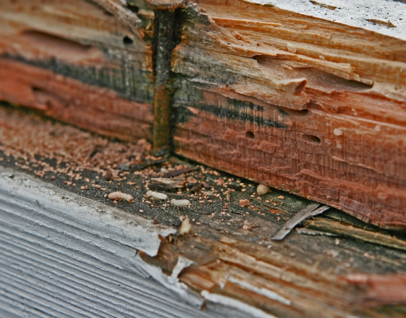 termite remediation